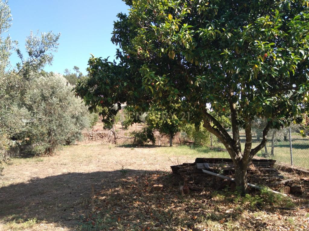 Moradia em Mação - Image 2