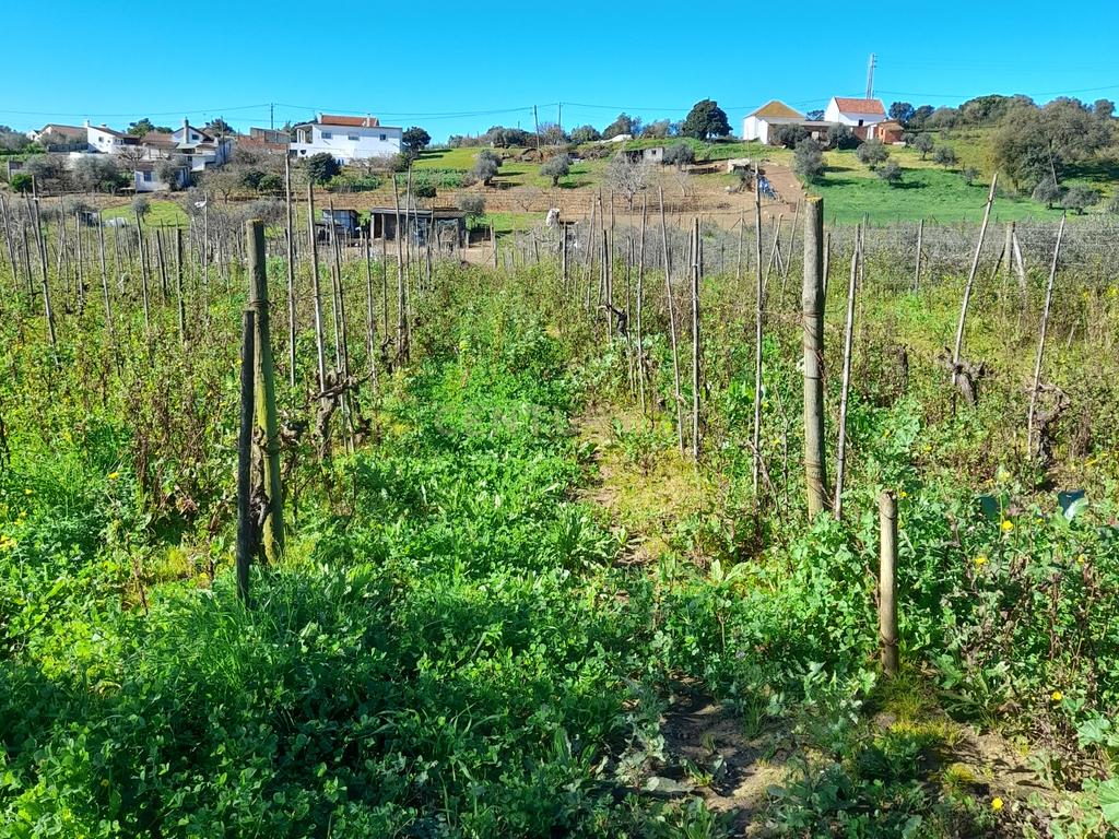 Terreno Rustico com 6240m2 em Pontével - Cartaxo - Image 5