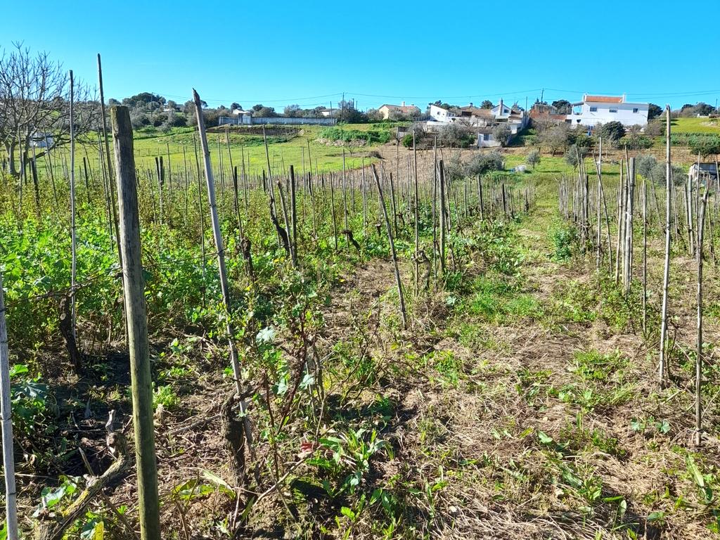 Terreno Rustico com 6240m2 em Pontével - Cartaxo - Image 10