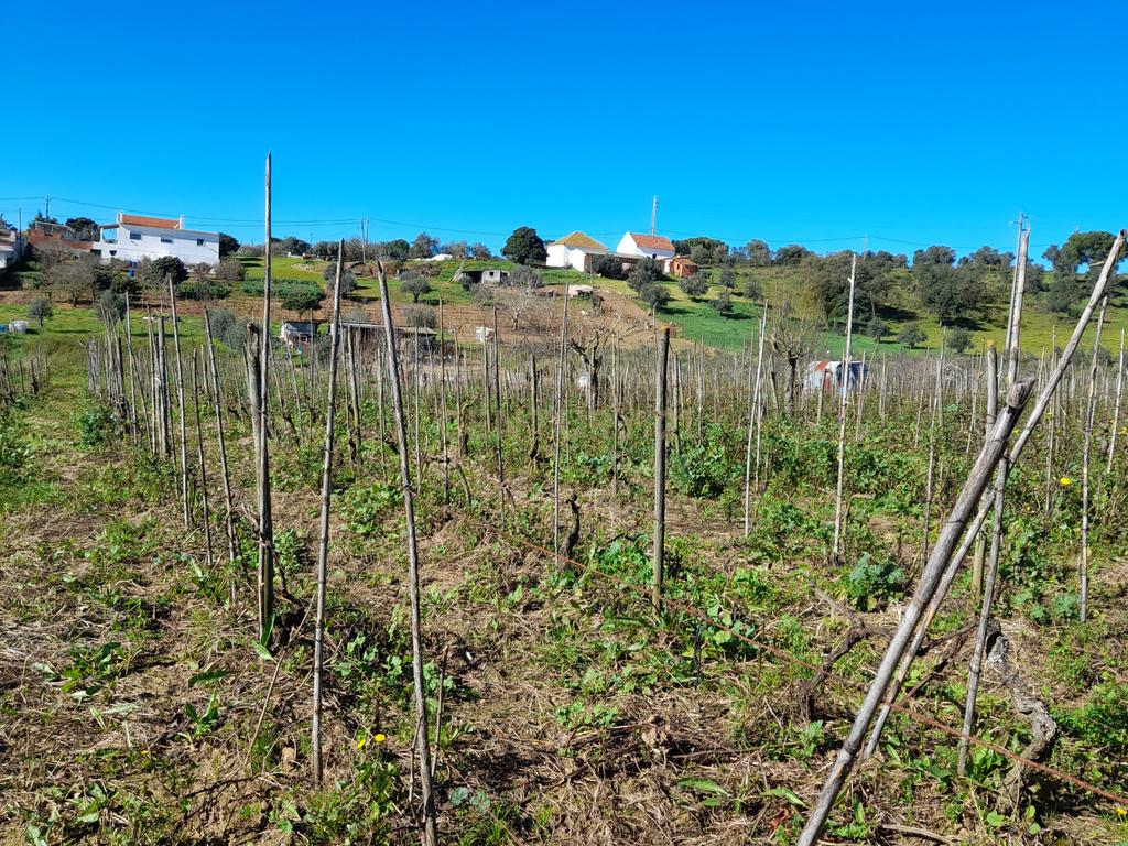 Terreno Rustico com 6240m2 em Pontével - Cartaxo - Image 3