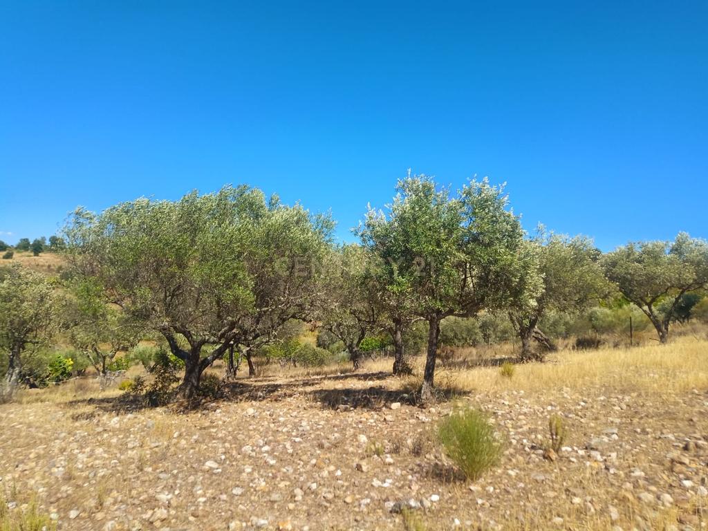 Terreno rustico em Malpica do Tejo, Castelo Branco - Image 5