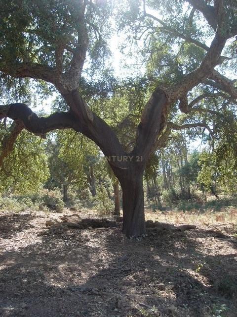 Terreno Rústico e Urbano com mais de 4 hectares na Barranquinha | Porto Corvo | Sines para venda - Image 6