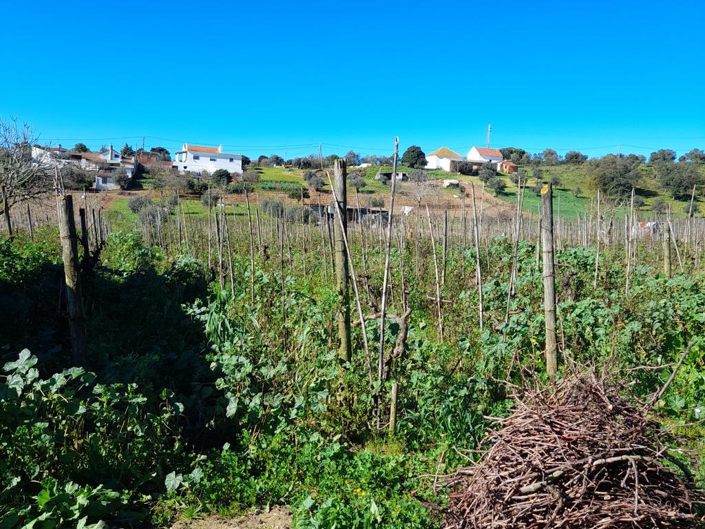 Terreno Rustico com 6240m2 em Pontével - Cartaxo - Image 7
