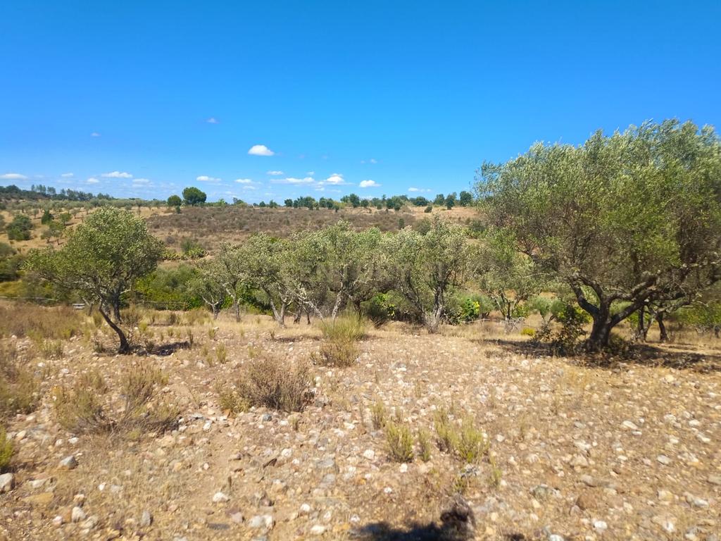Terreno rustico em Malpica do Tejo, Castelo Branco - Image 6