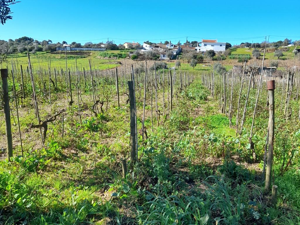 Terreno Rustico com 6240m2 em Pontével - Cartaxo - Image 4