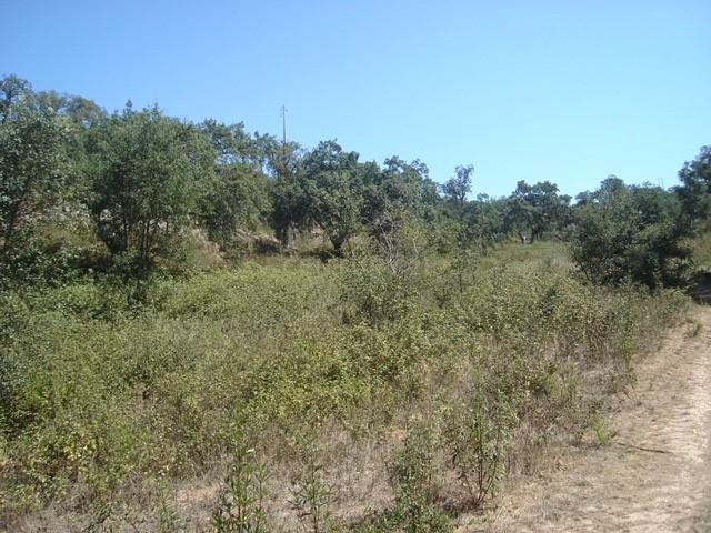 Terreno Rústico e Urbano com mais de 4 hectares na Barranquinha | Porto Corvo | Sines para venda - Image 5