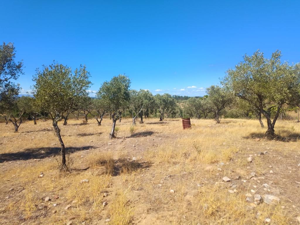 Terreno rustico em Malpica do Tejo, Castelo Branco - Image 7