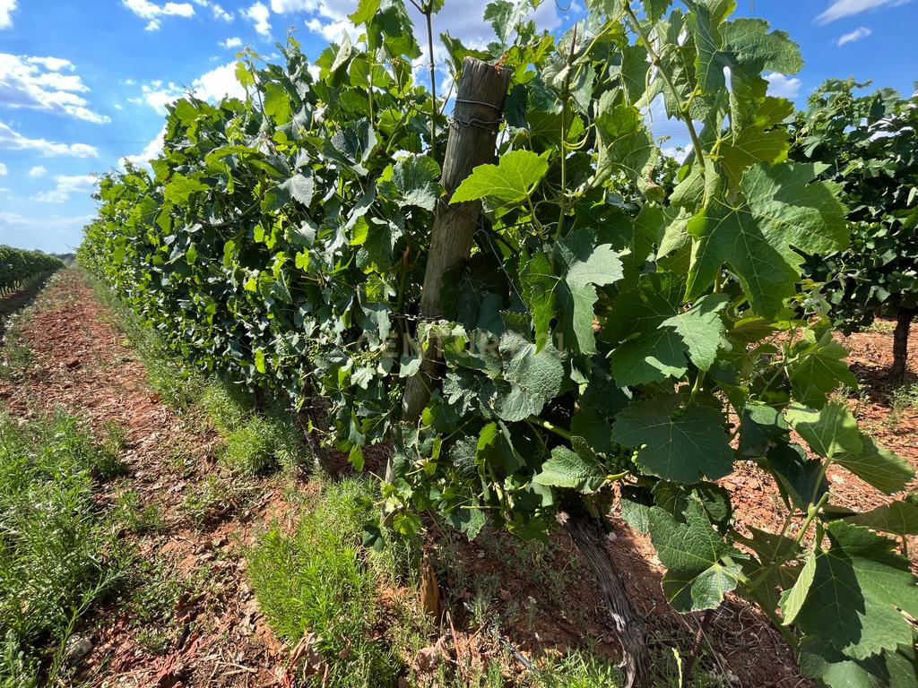 Vinha com 166 228m2, com benfeitoria (projeto) em Estremoz. - Image 28