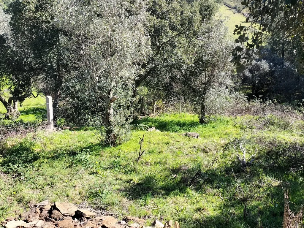Terreno Rustico com 4080 m2, em Sarnadas de Rodao - Image 10