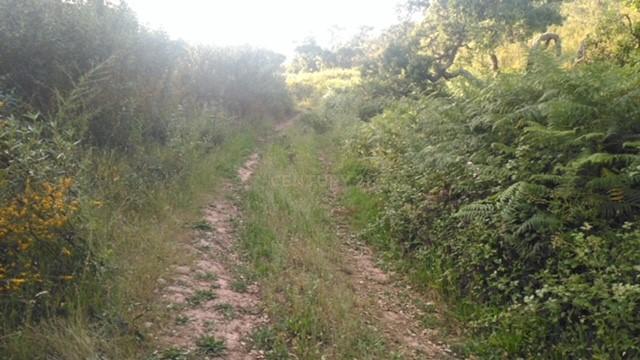 Terreno Rústico e Urbano com mais de 4 hectares na Barranquinha | Porto Corvo | Sines para venda - Image 8