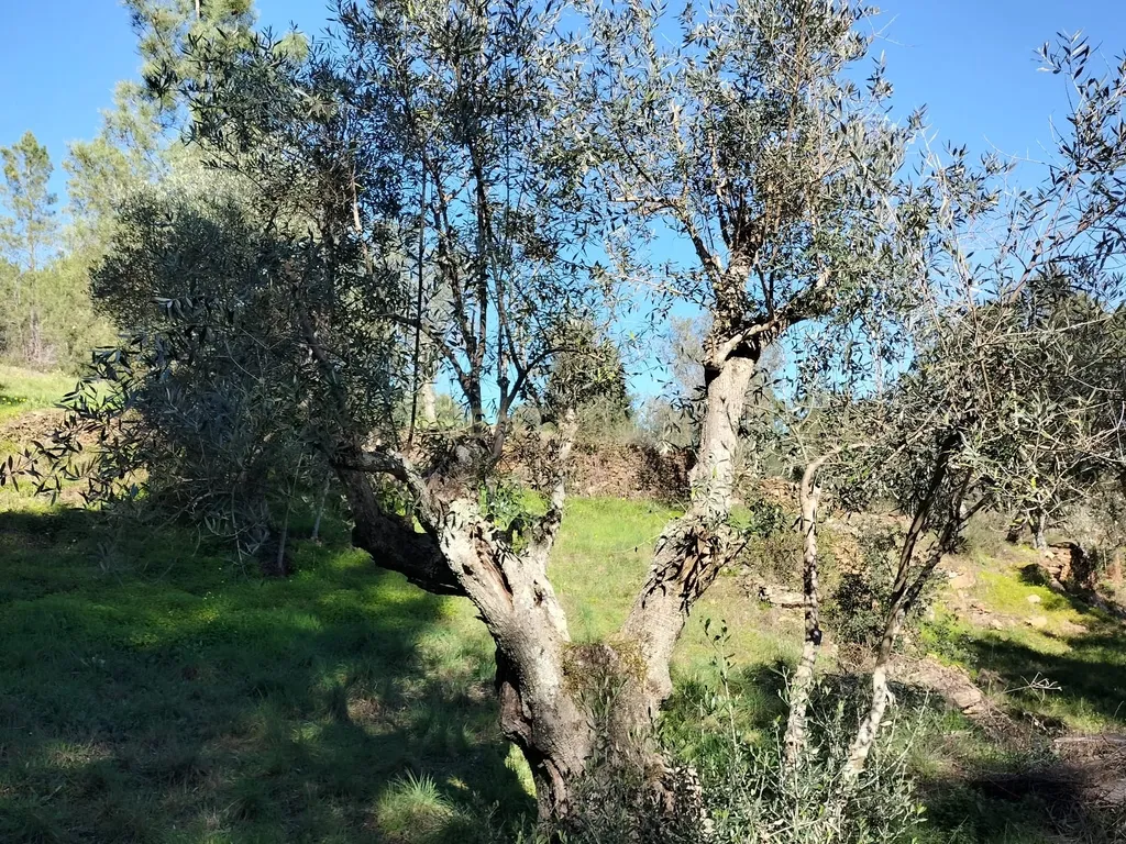 Terreno Rustico com 4080 m2, em Sarnadas de Rodao - Image 14