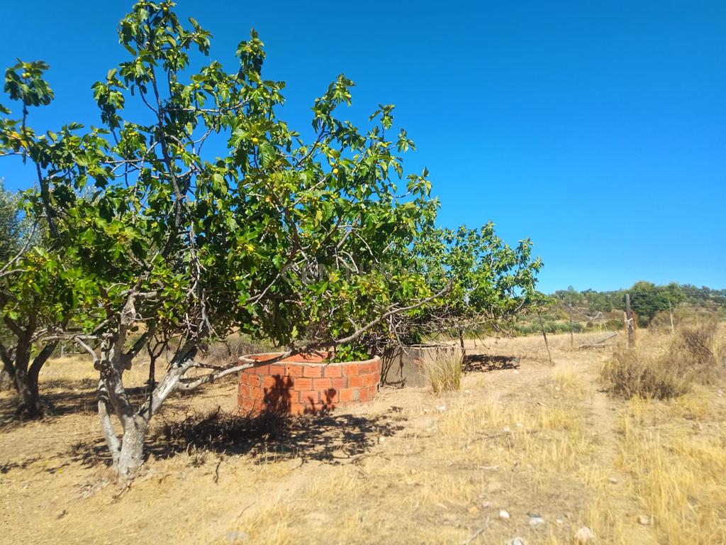 Terreno rustico em Malpica do Tejo, Castelo Branco - Image 9
