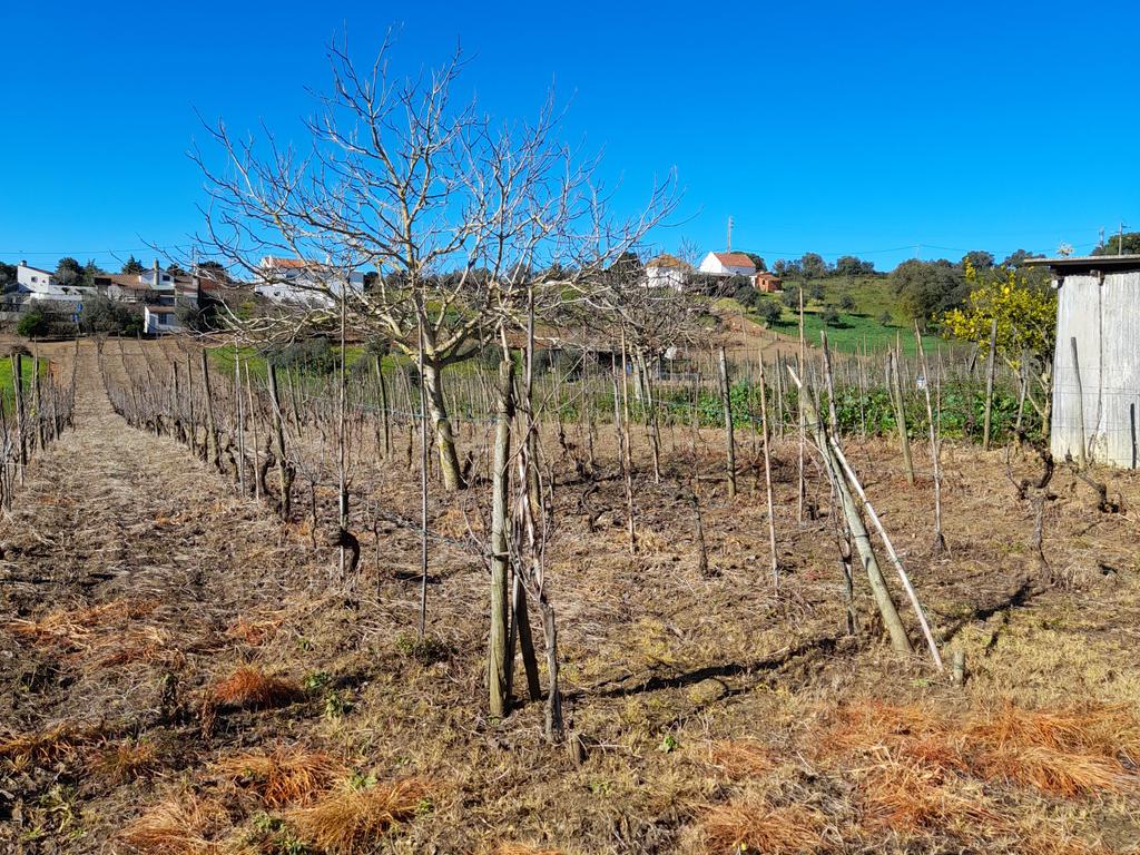 Terreno Rustico com 6240m2 em Pontével - Cartaxo - Image 9