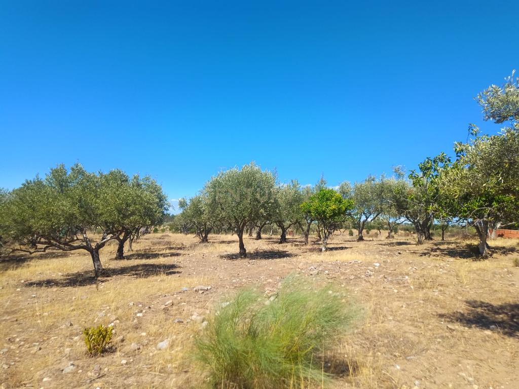 Terreno rustico em Malpica do Tejo, Castelo Branco - Image 1
