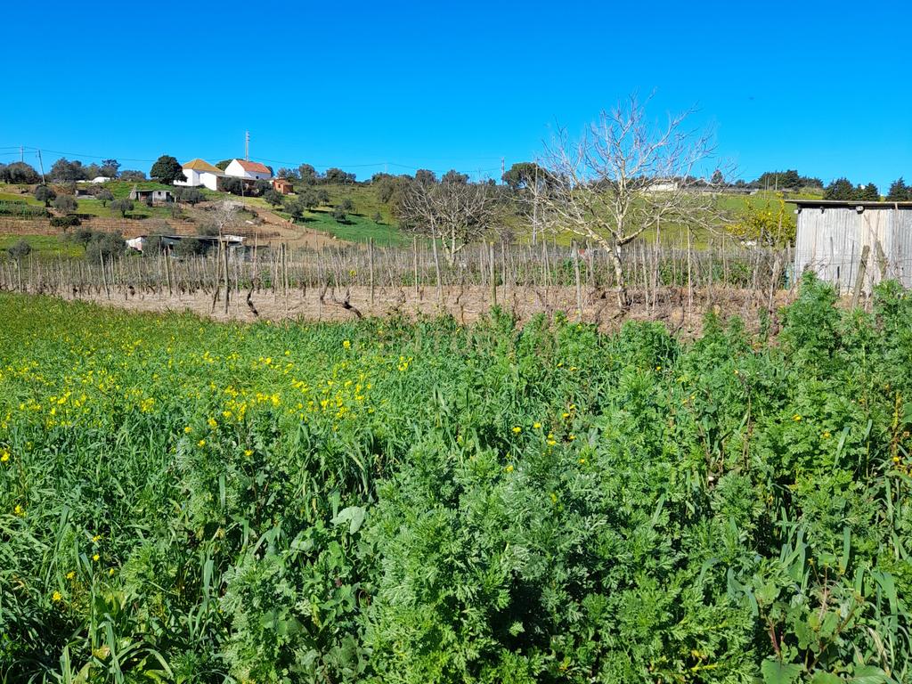 Terreno Rustico com 6240m2 em Pontével - Cartaxo - Image 8