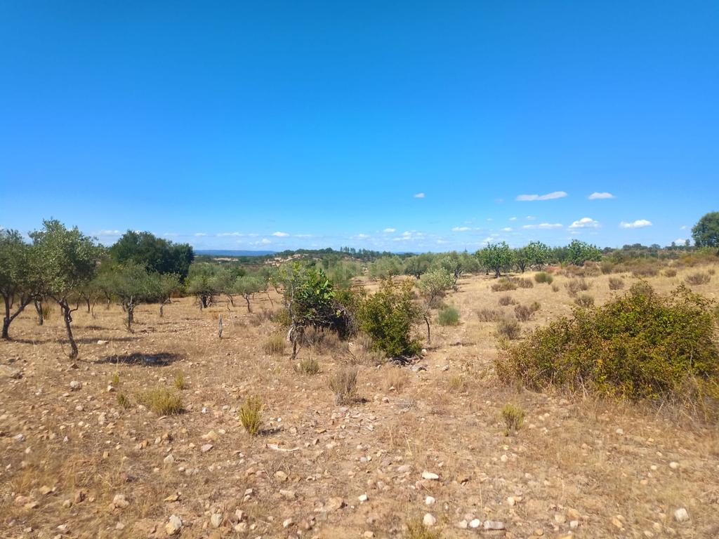 Terreno rustico em Malpica do Tejo, Castelo Branco - Image 3
