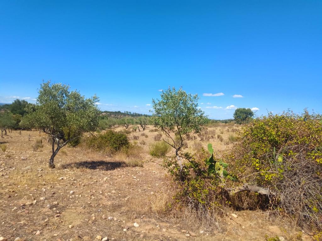 Terreno rustico em Malpica do Tejo, Castelo Branco - Image 4