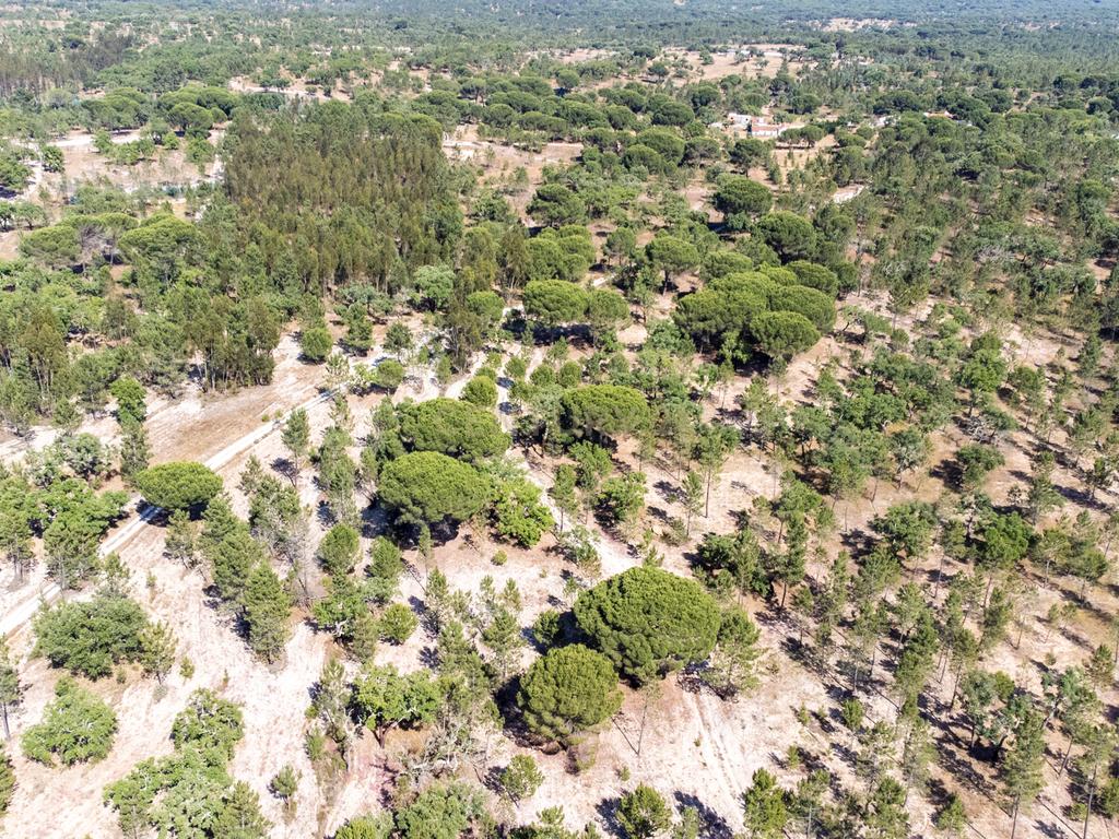 Arrendamento - Encantadora Herdade em Évora, Montemor-o-Novo — Lavre  - Image 10