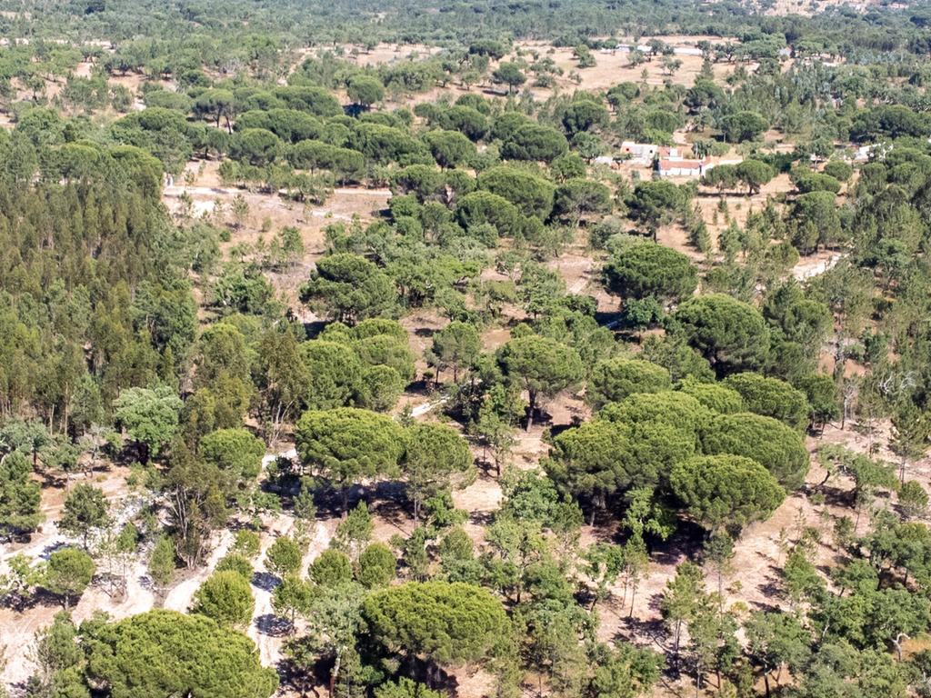 Arrendamento - Encantadora Herdade em Évora, Montemor-o-Novo — Lavre  - Image 9