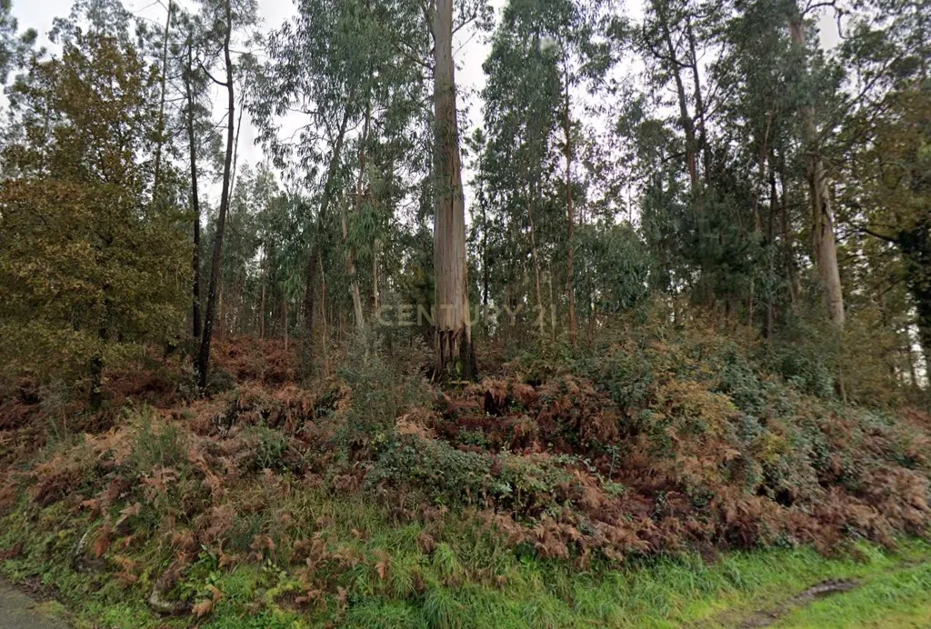 Terreno florestal com área total de 5.400m2 em Alheira - Barcelos - Image 3