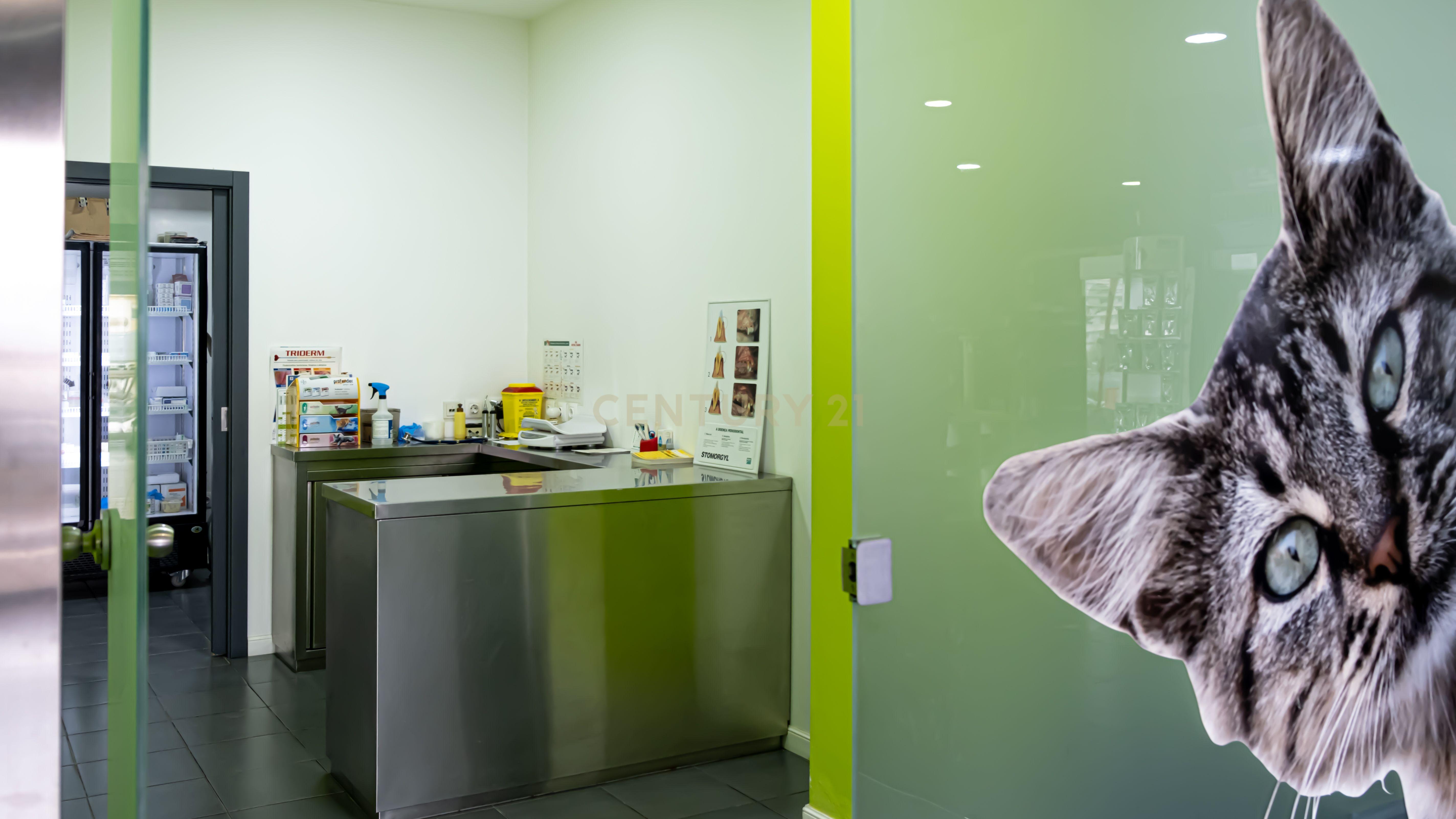 Negócio – Hospital Veterinário no centro de Santarém - Image 17
