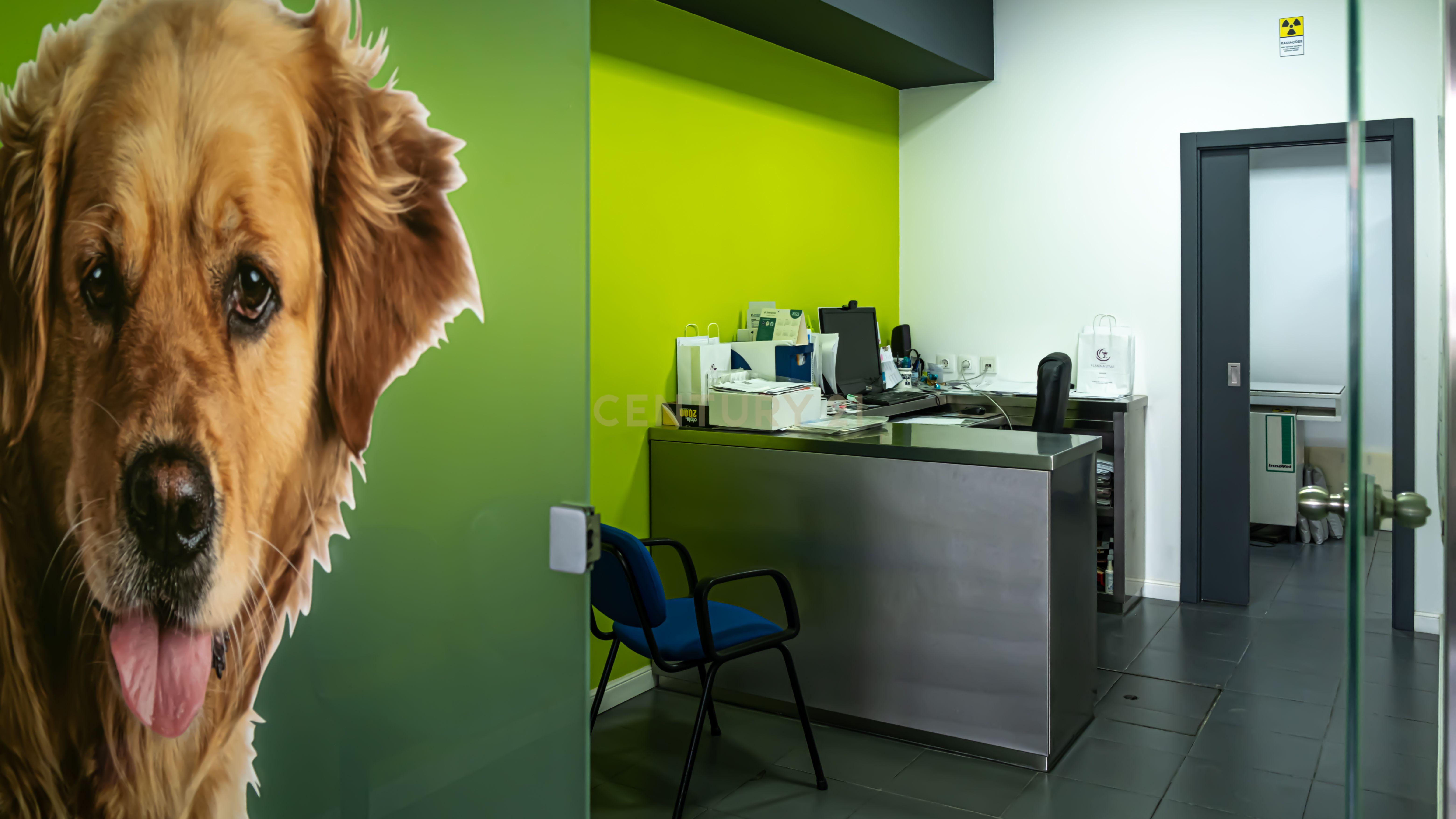 Negócio – Hospital Veterinário no centro de Santarém - Image 18