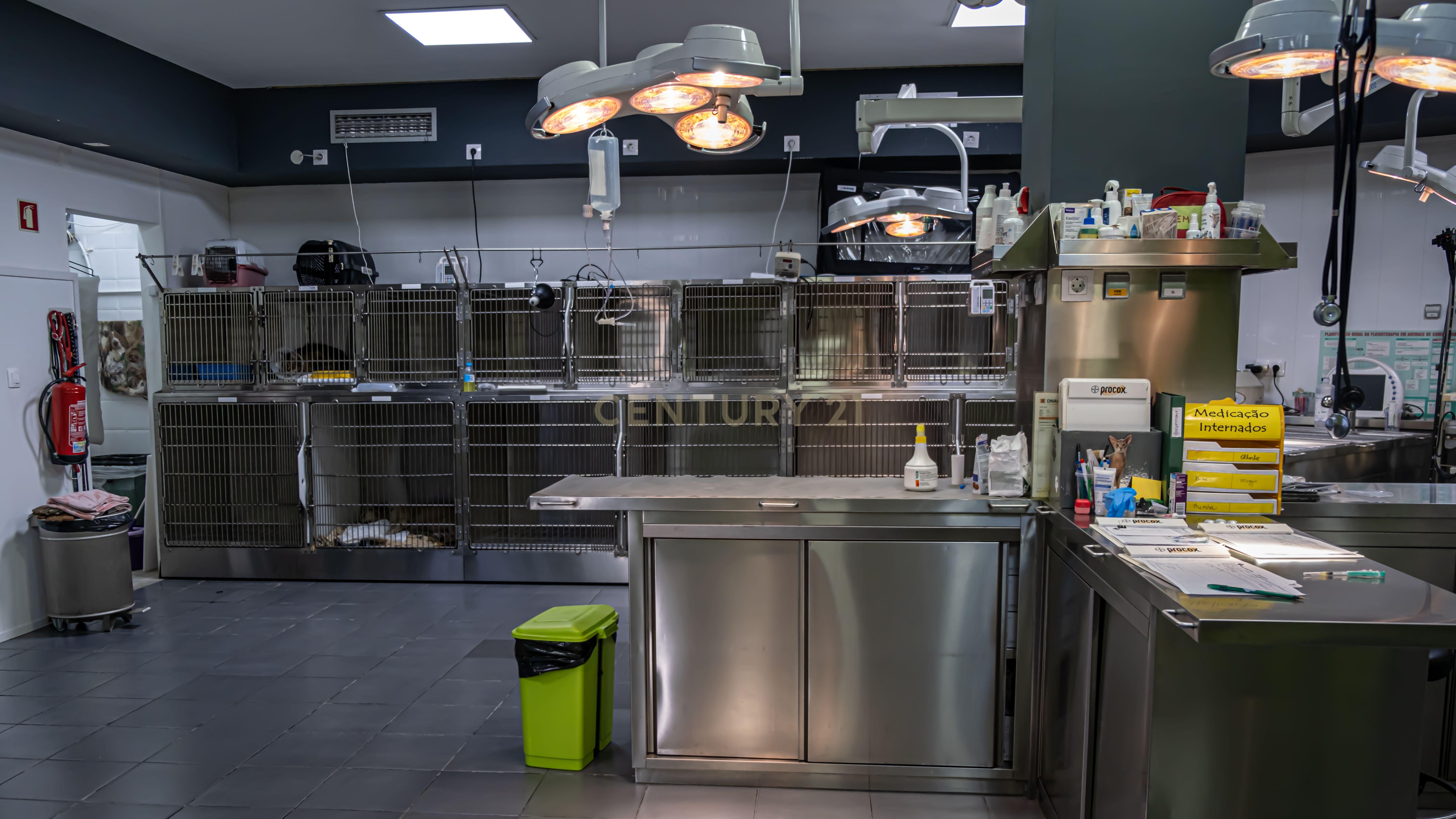 Negócio – Hospital Veterinário no centro de Santarém - Image 33