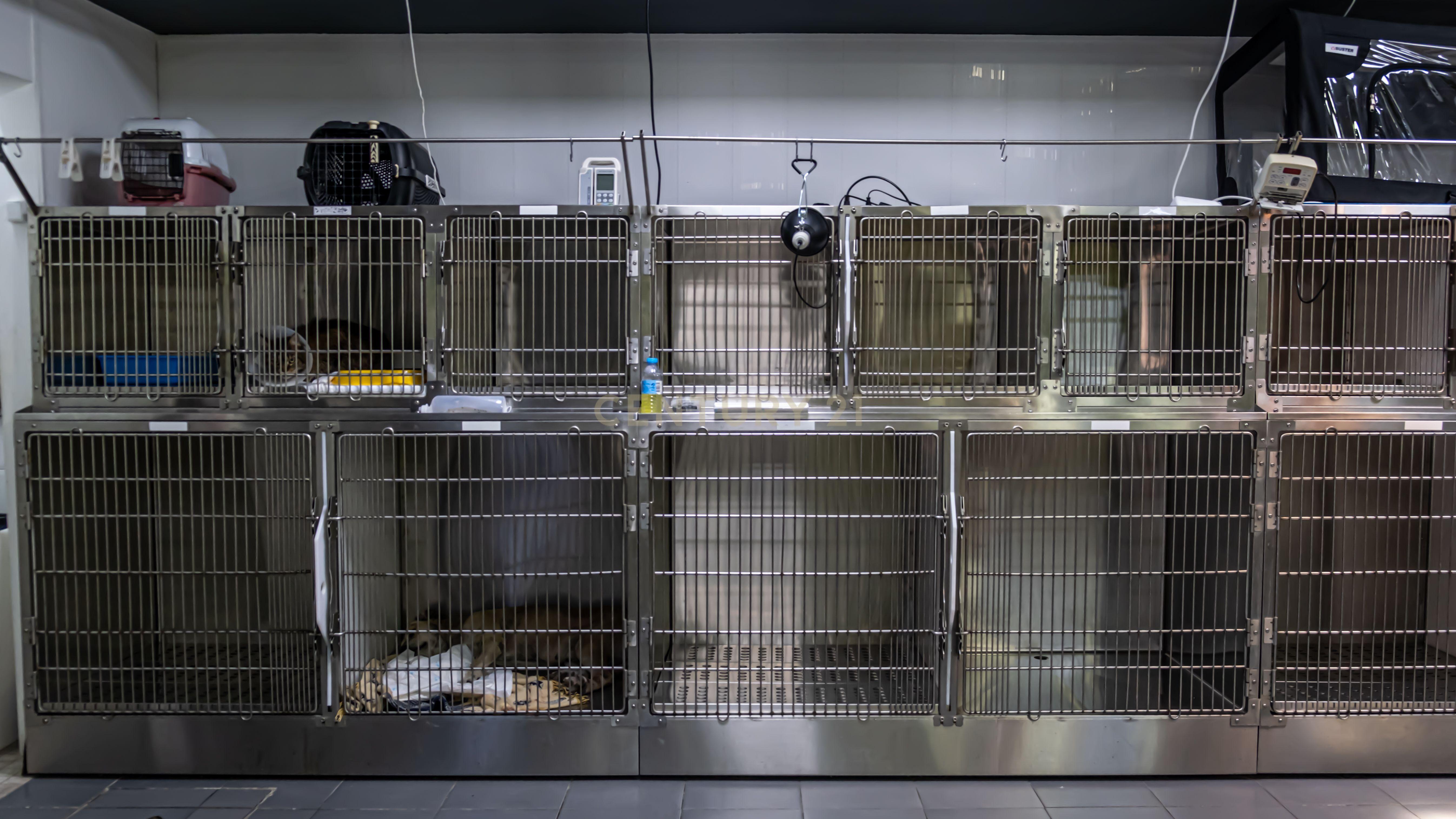 Negócio – Hospital Veterinário no centro de Santarém - Image 39
