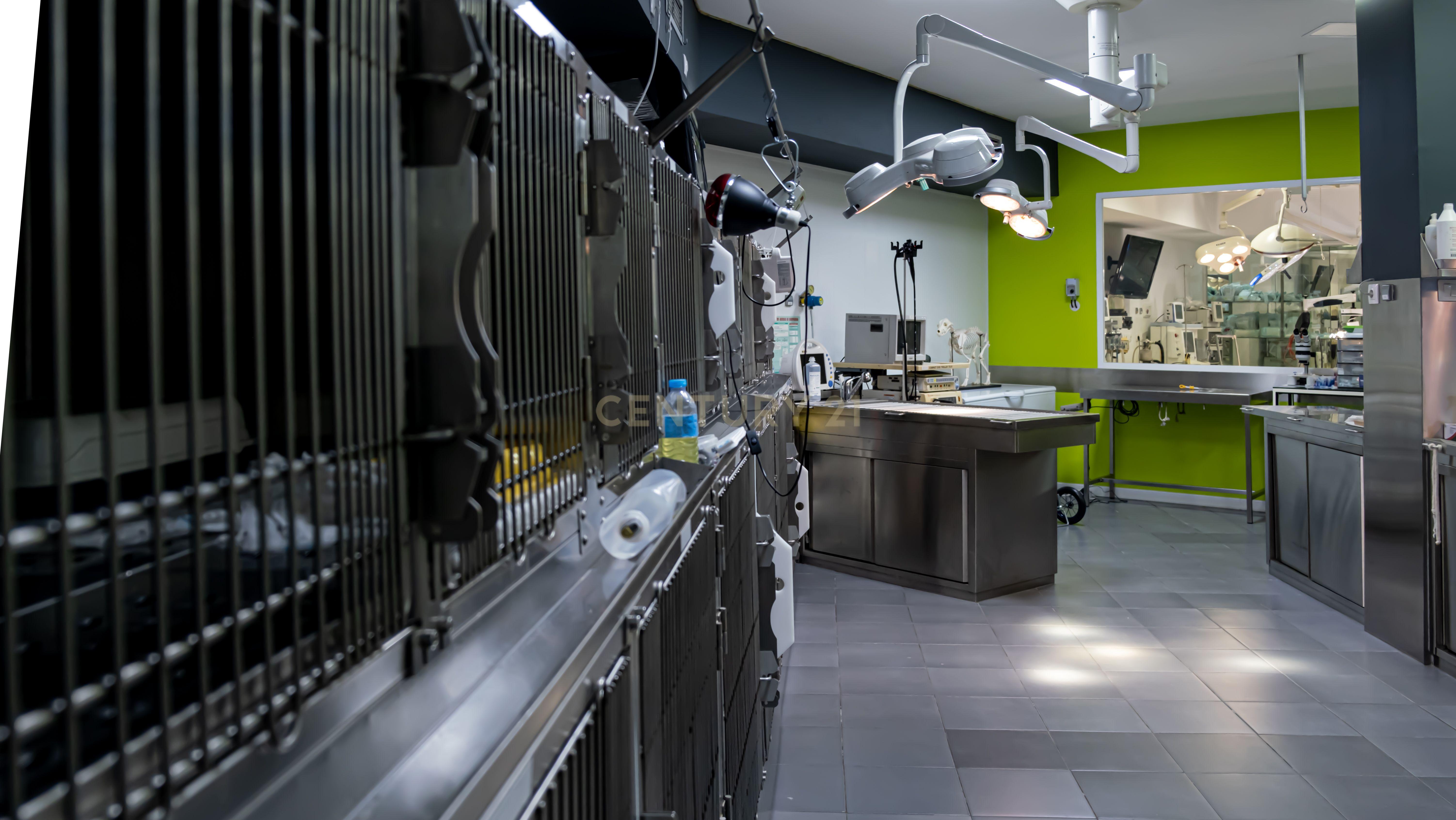 Negócio – Hospital Veterinário no centro de Santarém - Image 37