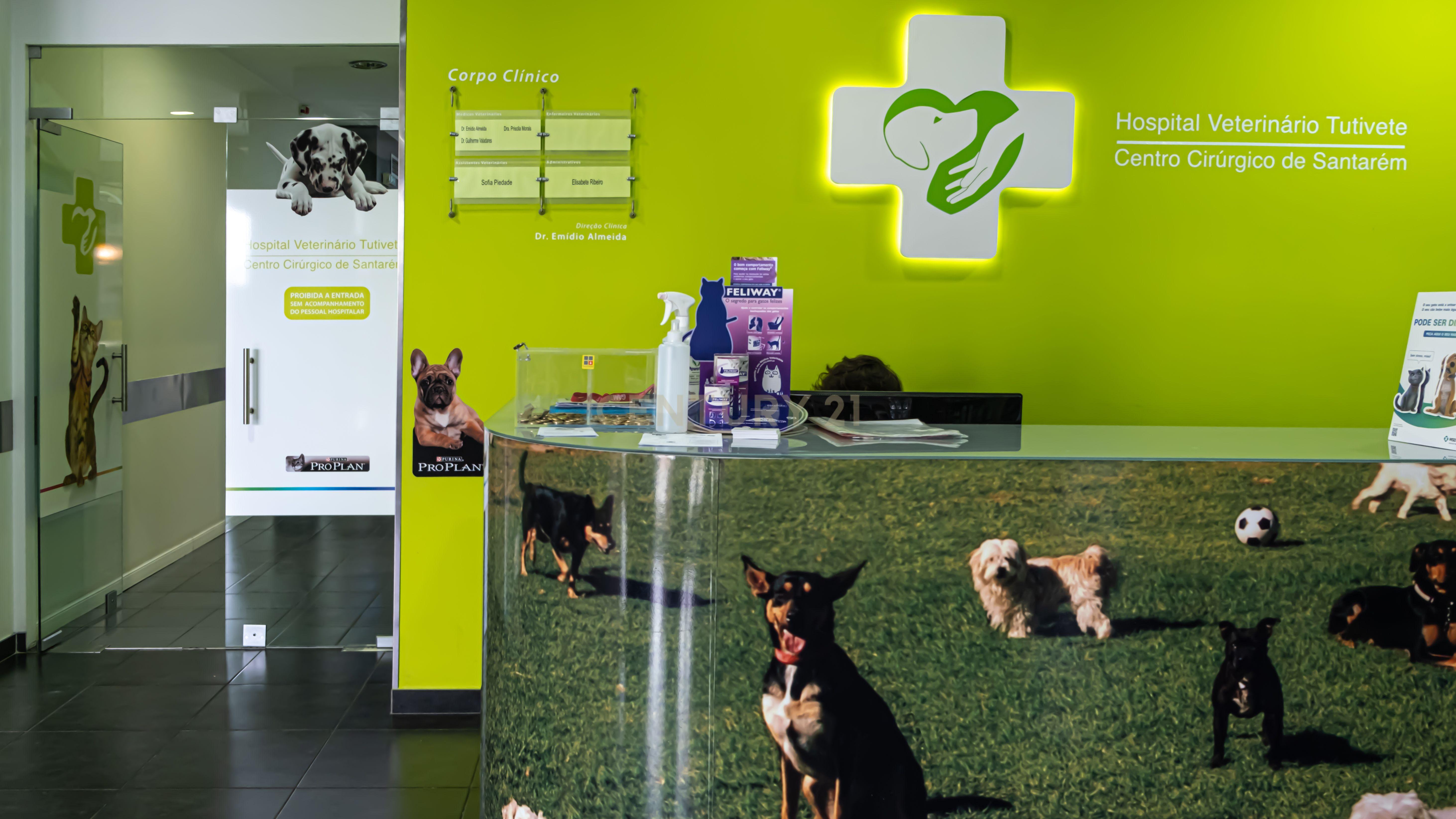 Negócio – Hospital Veterinário no centro de Santarém - Image 10