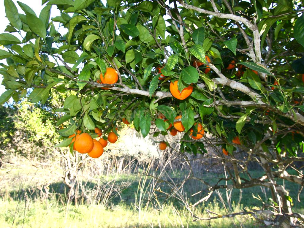 Quintinha no campo com horta  e arvores de fruta em Zebro de Baixo, Messines - Image 23