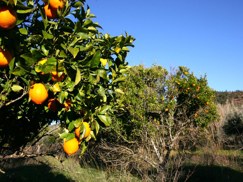 Quintinha no campo com horta  e arvores de fruta em Zebro de Baixo, Messines - Image 3