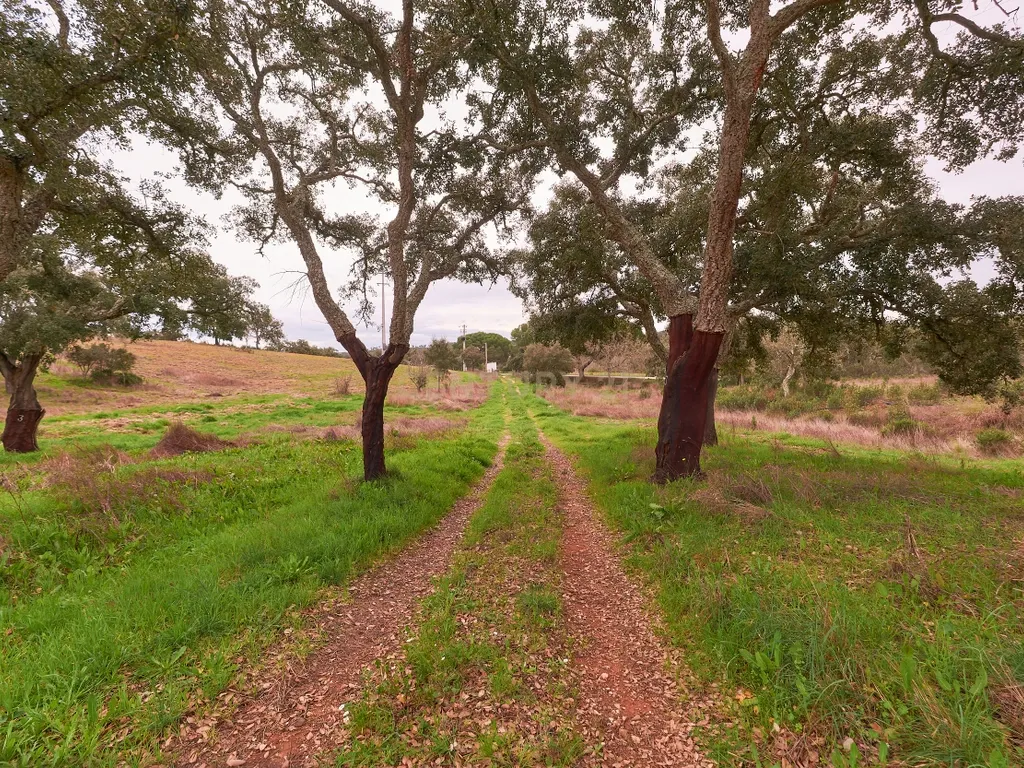🏡 Herdade com 30 Hectares em Santiago do Cacém – Oportunidade Única! 🌿 - Image 30