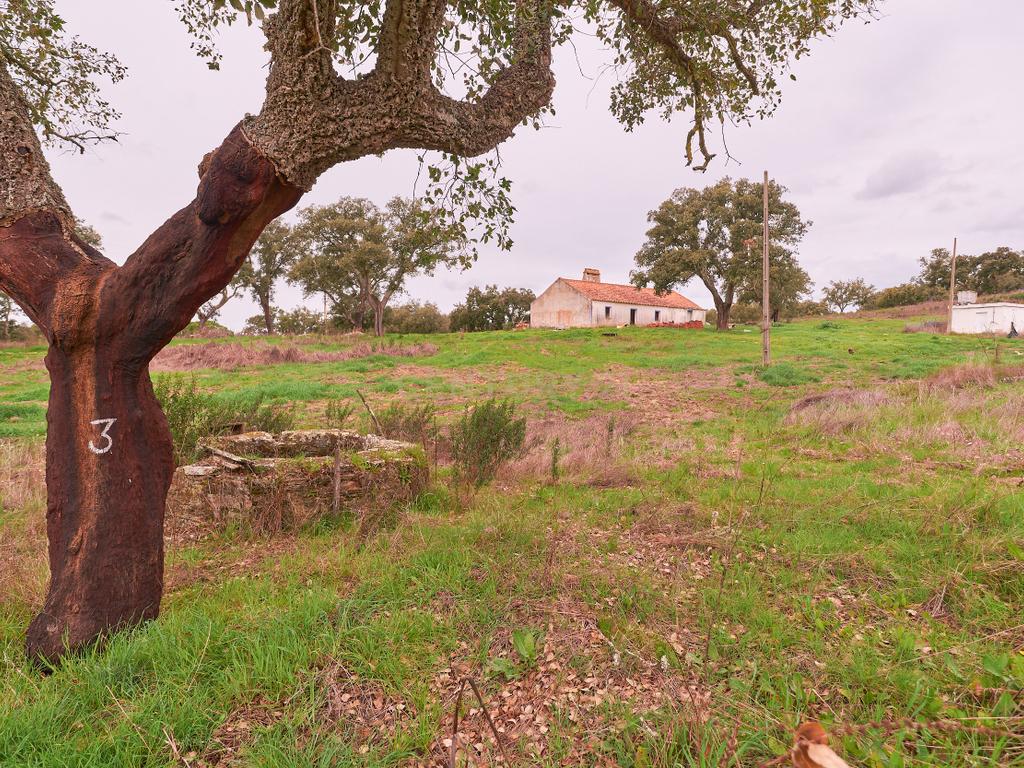 🏡 Herdade com 30 Hectares em Santiago do Cacém – Oportunidade Única! 🌿 - Image 5