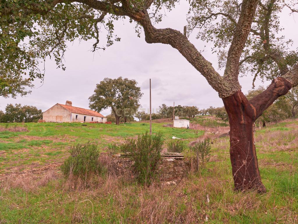 🏡 Herdade com 30 Hectares em Santiago do Cacém – Oportunidade Única! 🌿 - Image 4