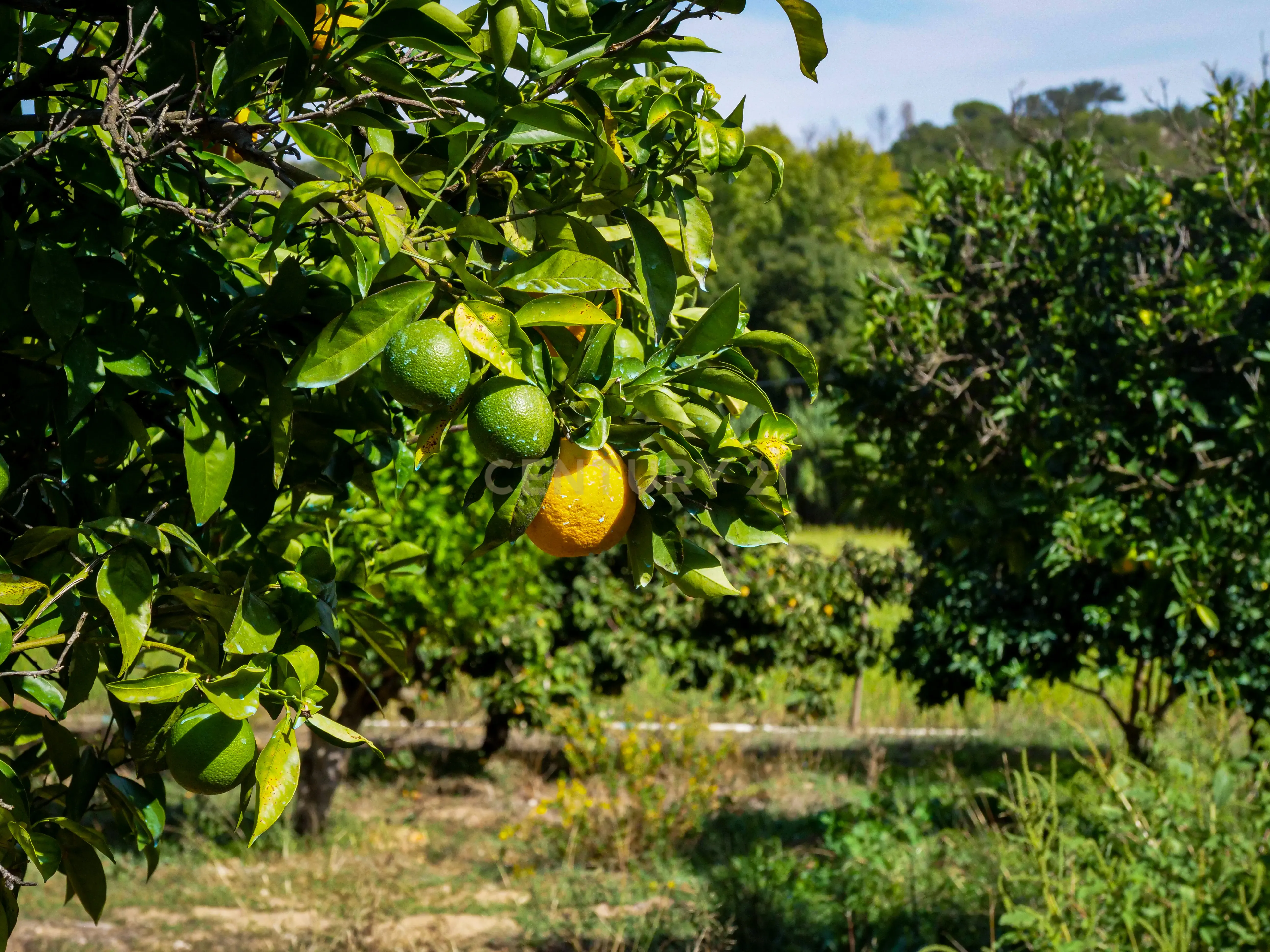 Quinta para venda - Image 11