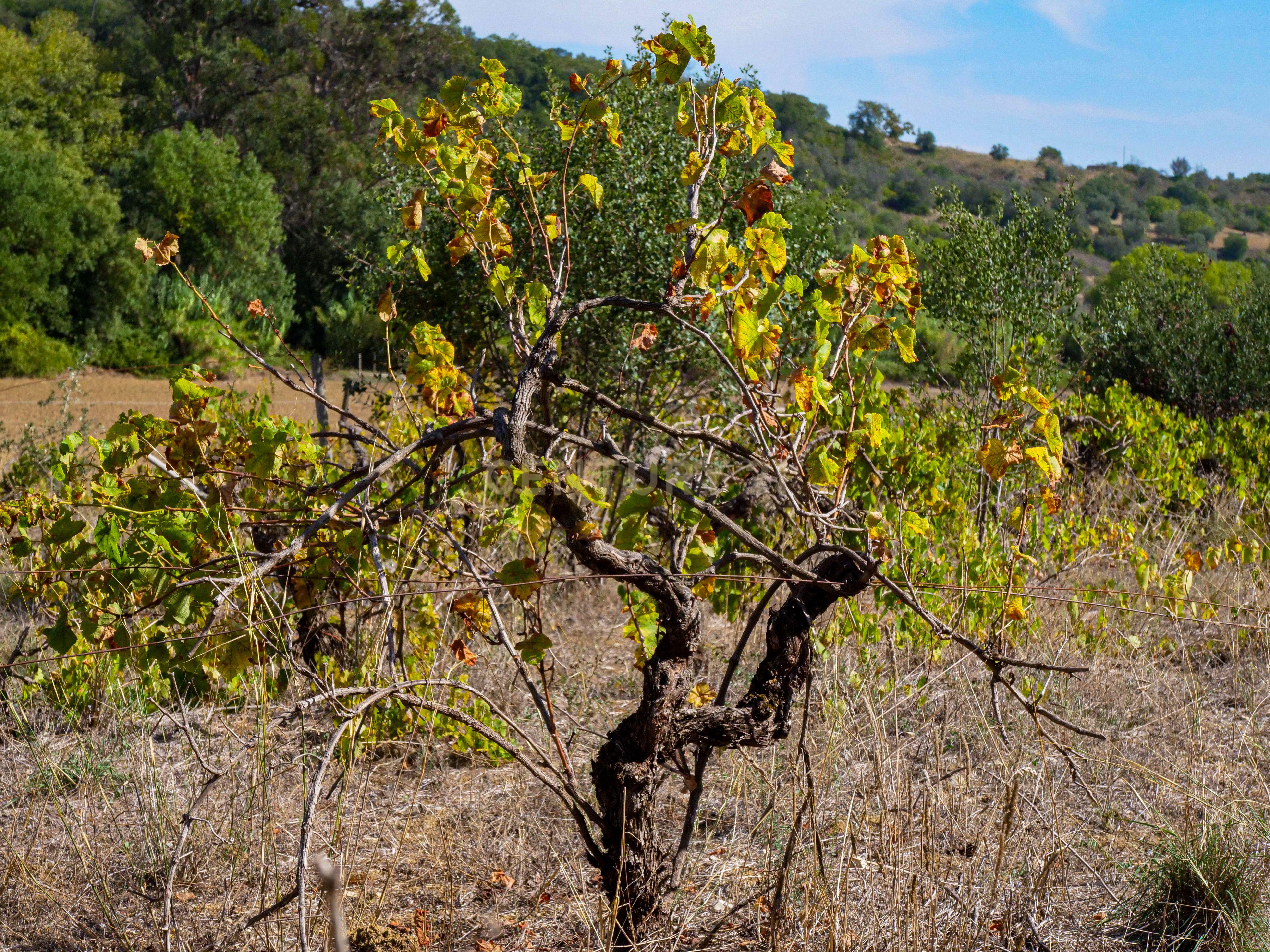 Quinta para venda - Image 9