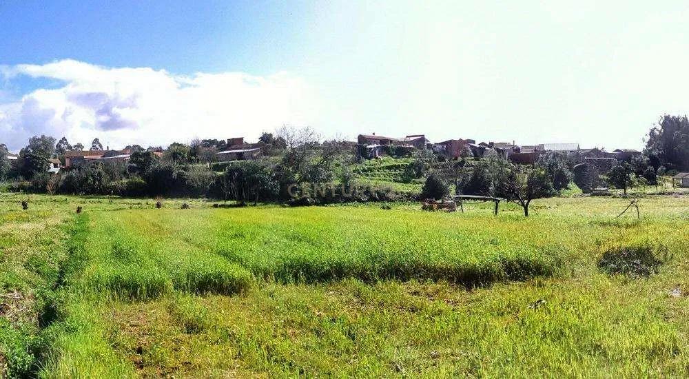 Terreno Rústico em Coimbra - Oportunidade Única por 2900€ - Image 3