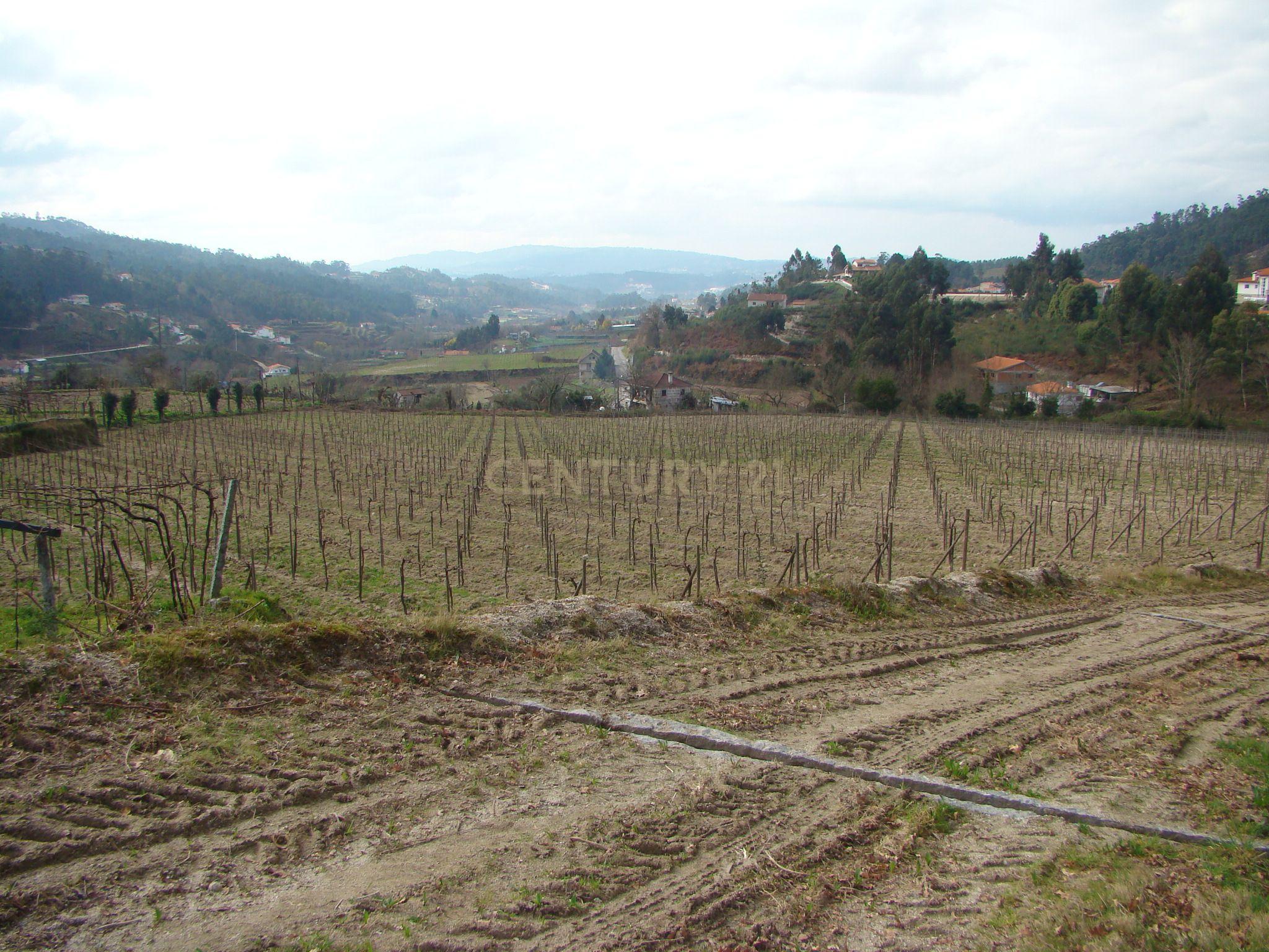 Quinta de charme com 8.5ha em Mancelos Amarante - Image 17
