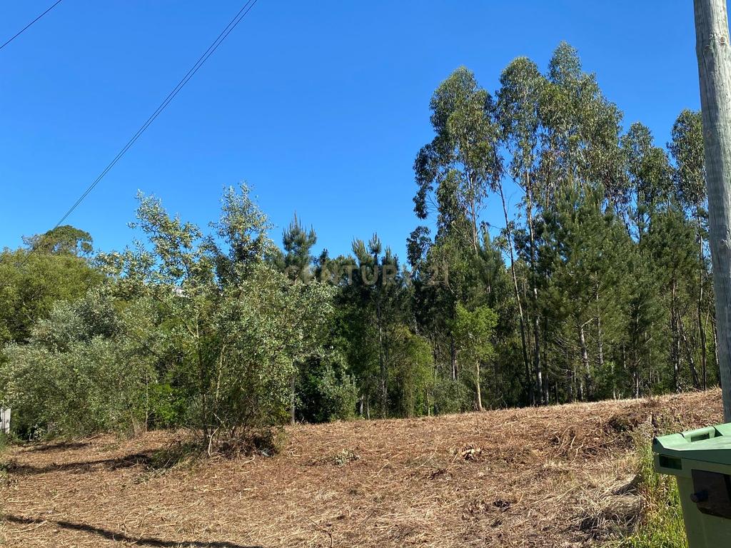 Terreno para construção em Castanheira de Alcobaça - Image 4