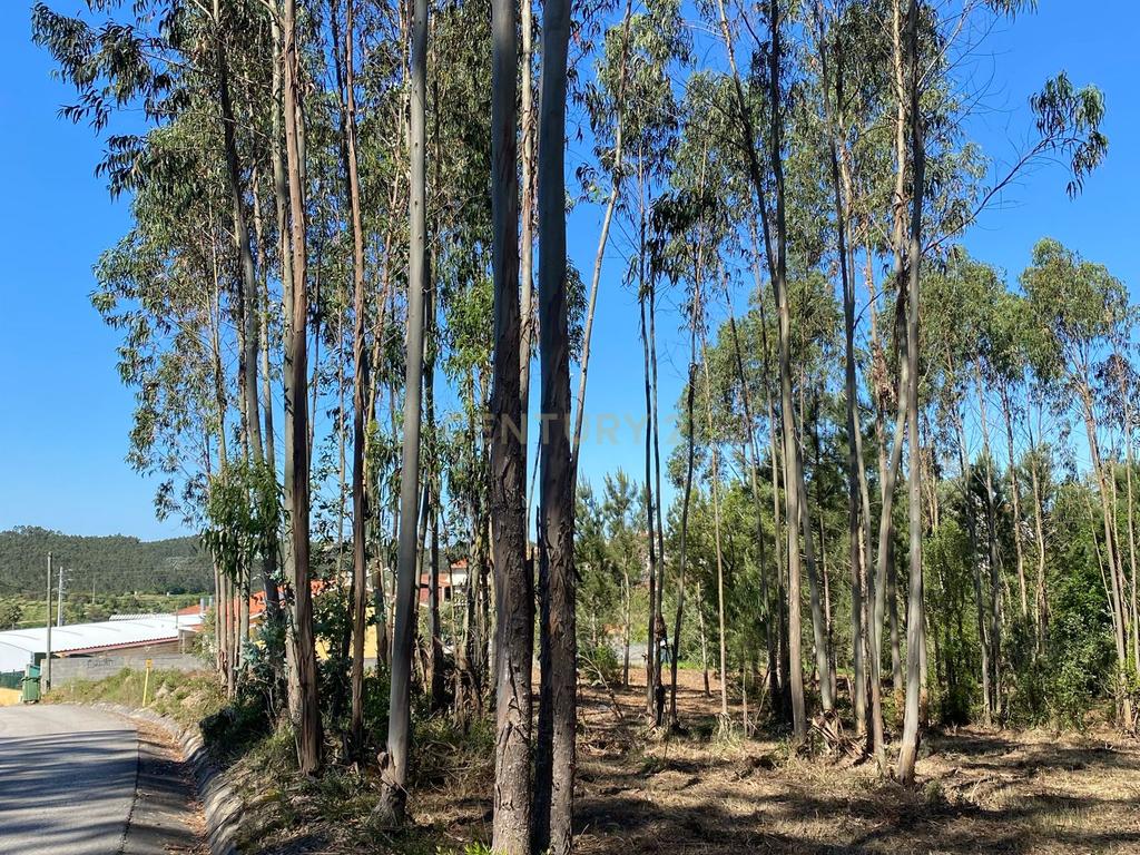 Terreno para construção em Castanheira de Alcobaça - Image 5