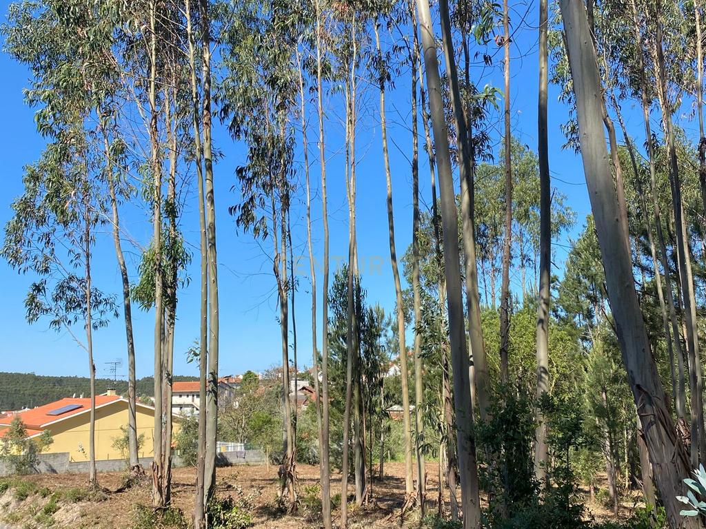 Terreno para construção em Castanheira de Alcobaça - Image 3