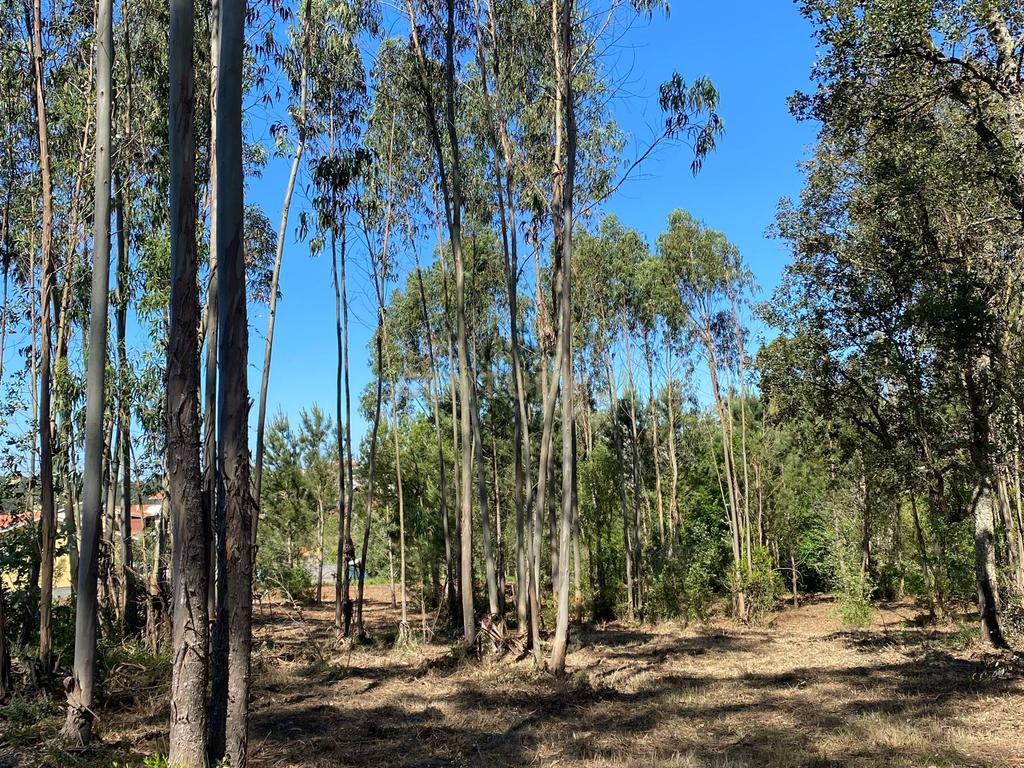Terreno para construção em Castanheira de Alcobaça - Image 1