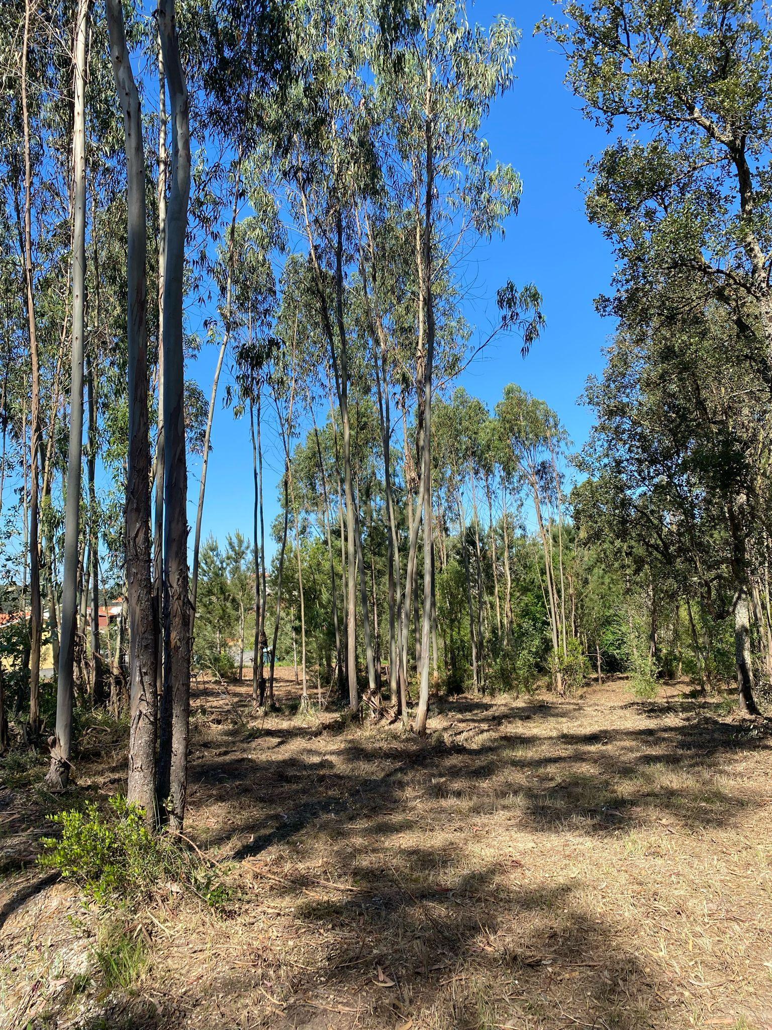 Terreno para construção em Castanheira de Alcobaça - Image 1