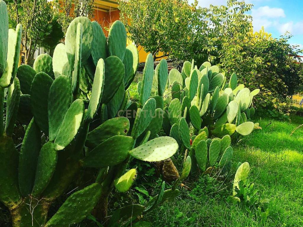 Quinta localizada em Amieira do Tejo, em Nisa, distrito de Portalegre - Image 19