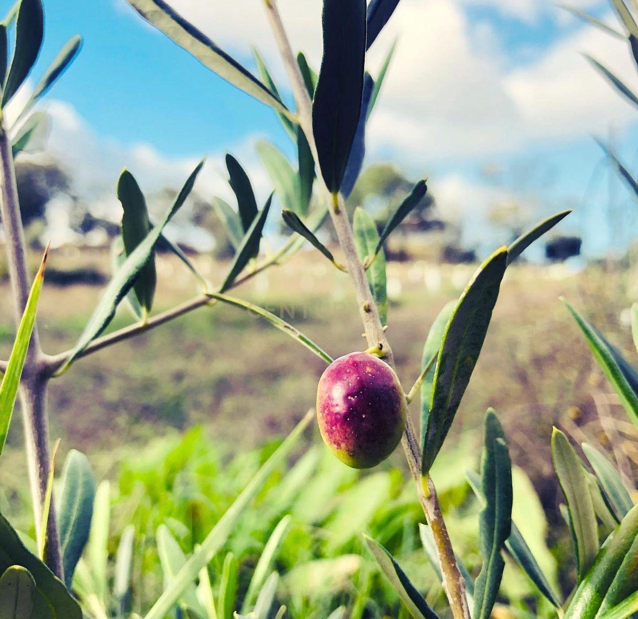 Pequena herdade em Amieira do Tejo, concelho de Nisa, 2ha, 3 imóveis, sistemas de rega, furo, 30 painéis fotovoltaicas, muita água, vedada, árvores de fruto, olival, acesso razoável e potencial elevado como quintinha ou complexo turístico. - Image 21