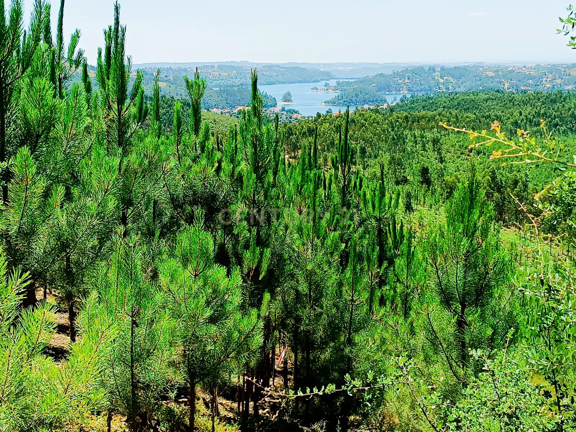 Magníficos terrenos com vista para o Rio Zêzere e a Albufeira de Castelo de Bode - DESCIDA DE PREÇO - Image 32