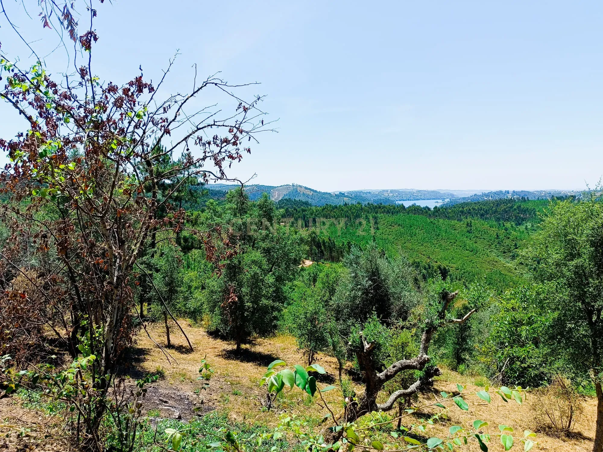Magníficos terrenos com vista para o Rio Zêzere e a Albufeira de Castelo de Bode - DESCIDA DE PREÇO - Image 36