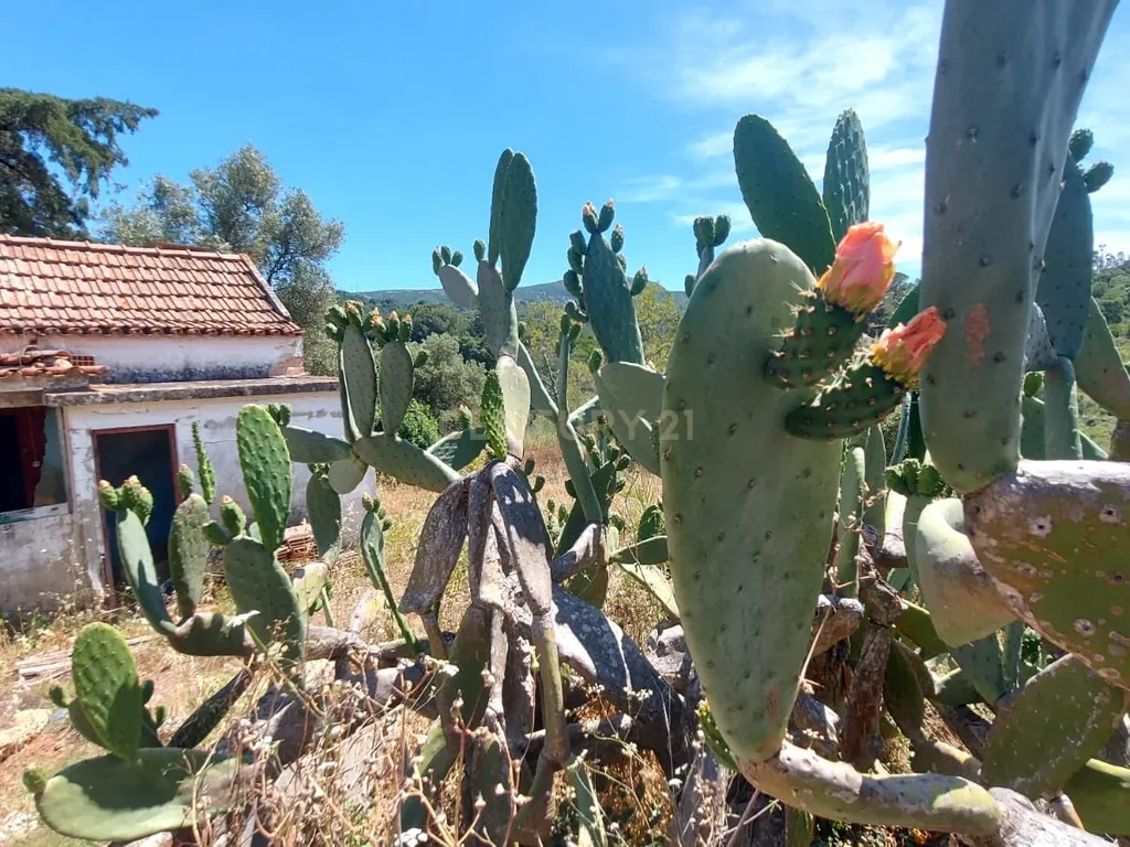 Terreno com 6,23ha na Arrábida - um verdadeiro Oásis em plena Serra e na proximidade do Mar - Image 3