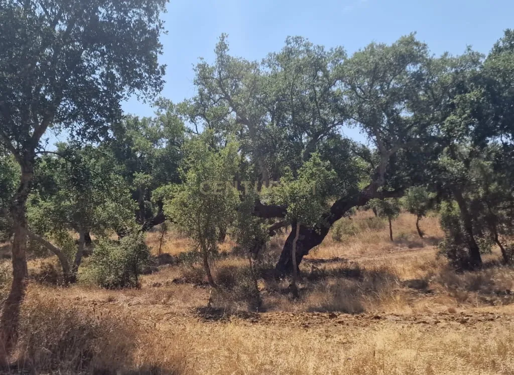 Herdade para produção de cortiça - Image 3